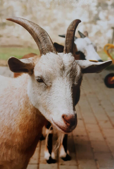 Wildgehege Moritzburg / 08/2024