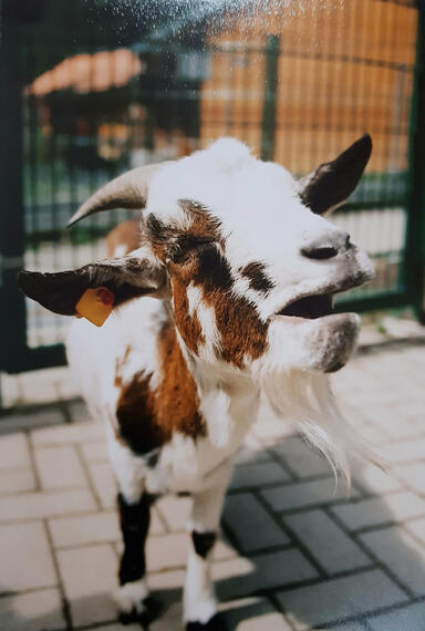 Wildgehege Moritzburg / 08/2024